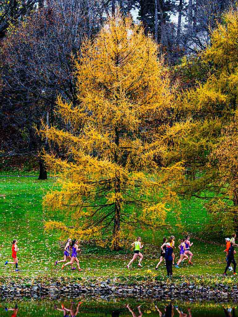 University of Ƶ cross country runners, running past a yellow tree on a golf course.